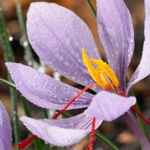 Bloomique - Mischung aus 40 - Crocus Sativus - Safrankrokus - Blau - Blumenzwiebeln - Herbstblüher - Mehrjährige Pflanzen - Wird 5-10 cm groß