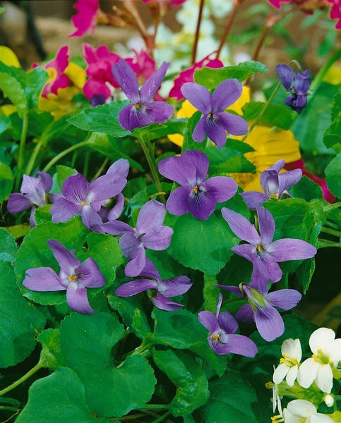 Viola odorata, Duftveilchen, violett, ca. 9x9 cm Topf