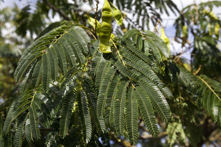 Albizia julibrissin 'Ombrella', Seidenbaum, 40–60 cm