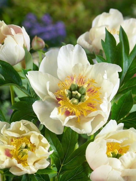 Paeonia 'Prairie Charm', Pfingstrose, gelb, 5-7,5 Liter Container
