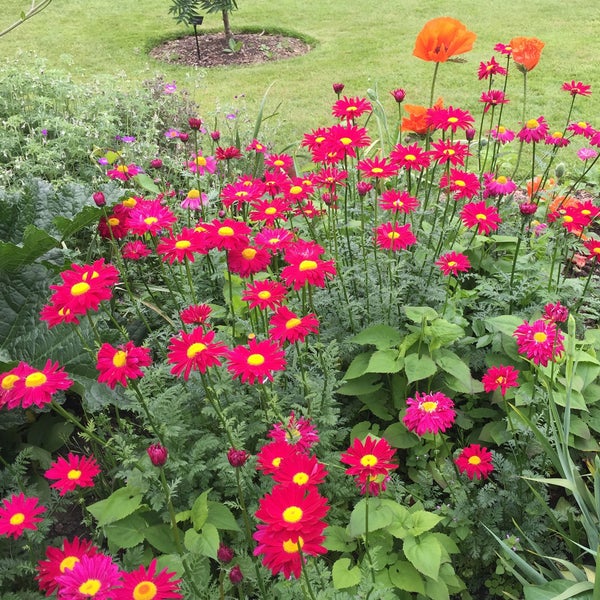 Blumenbeet mit rotblühenden Margeriten und Mohnblumen auf Rasenfläche