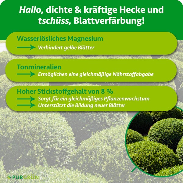 Infografik für Purgrün Heckendünger: Magnesium gegen gelbe Blätter, Tonmineralien und 8 Prozent Stickstoff für dichtes, gesundes Pflanzenwachstum.
