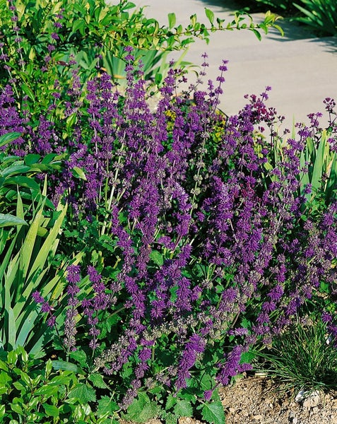 Salvia verticillata 'Alba', weißblühend, ca. 9x9 cm Topf