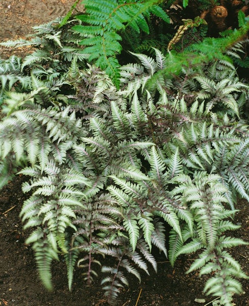 Athyrium niponicum 'Metallicum', Japanischer Regenbogenfarn, ca. 9x9 cm Topf