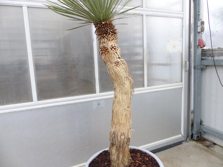 Yucca Rostrata  Mexico, Palme, 190 cm, Stamm 104 cm winterhart
