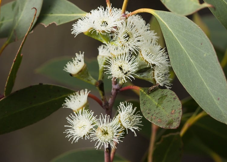 SAFLAX  - Schnee - Eucalyptus - Eucalyptus pauciflora ssp. niphophila - 250 Samen - Mit keimfreiem Anzuchtsubstrat