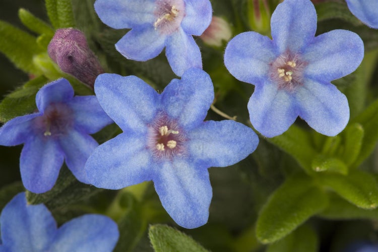 Lithodora diffusa 'Heavenly Blue', Himmelsblau, ca. 9x9 cm Topf