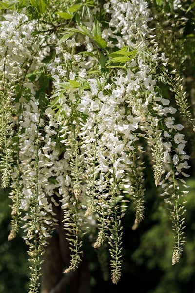 Wisteria sinensis 'Alba', Chinesischer Blauregen, weiß, 150–200 cm