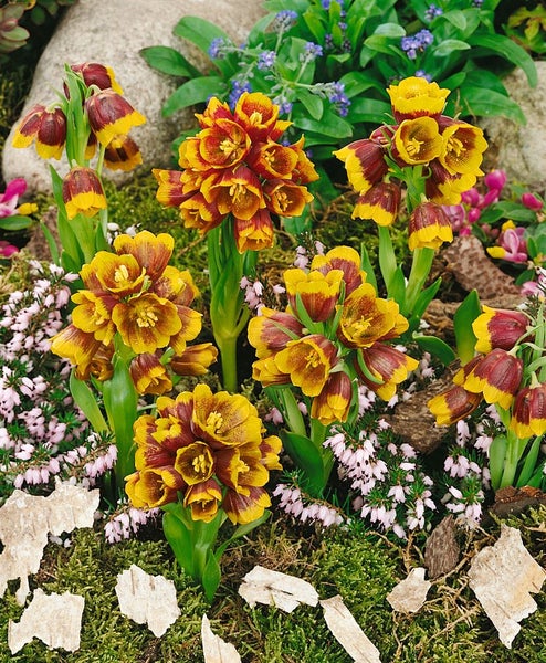 Fritillaria michailowskyi, Schachblume, gelb-braun, ca. 9x9 cm Topf