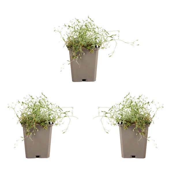 Zwei verstellbare Gartensessel mit Armlehnen