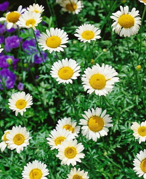 Anthemis tinctoria 'Sauce Hollandaise', Färberkamille, cremeweiß, ca. 11x11 cm Topf