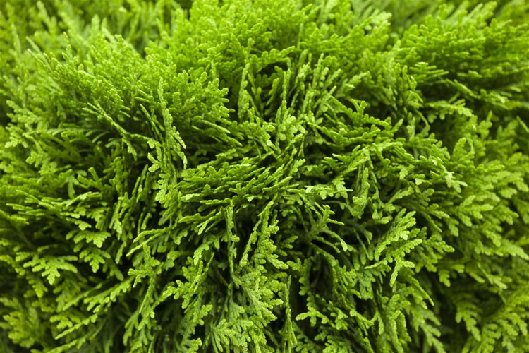 Thuja occidentalis 'Danica', Kugel-Lebensbaum, immergrün, 30–40 cm