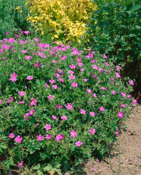 Geranium x oxonianum 'Rosenlicht', Storchschnabel, rosa, ca. 9x9 cm Topf