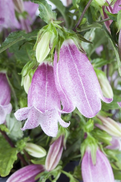 Campanula punctata, Glockenblume, rosa, ca. 9x9 cm Topf