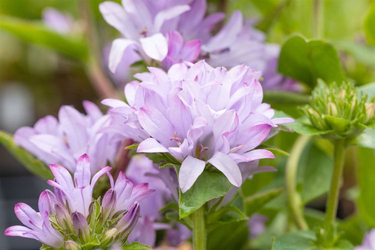Nahaufnahme einer gefüllten Garten-Glockenblume mit Blättern