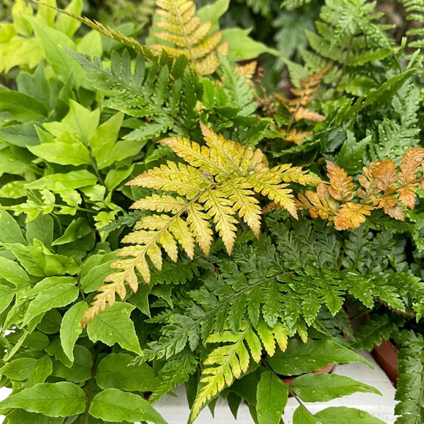 Herbstfarn Dryopteris erythrosora mit grünen und gelblichen Farnwedeln und Wassertropfen.