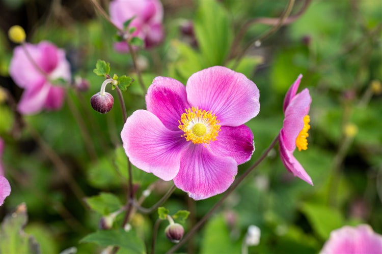 Anemone hupehensis 'Praecox', Herbst-Anemone, rosa, ca. 9x9 cm Topf
