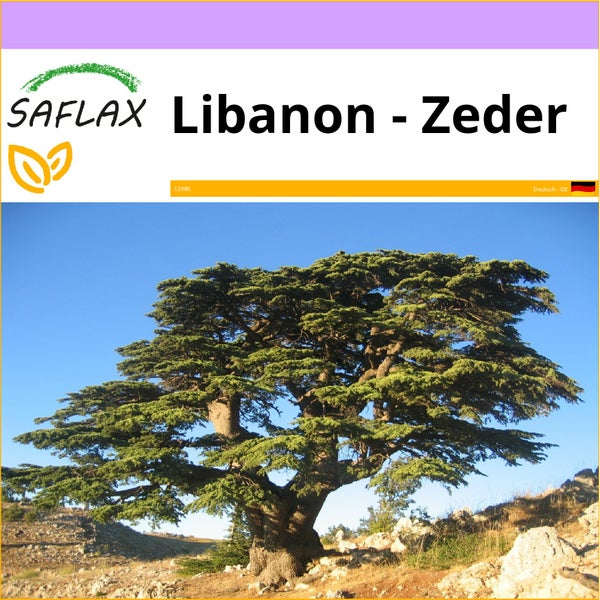 SAFLAX  - Libanon - Zeder - Cedrus libani - 20 Samen