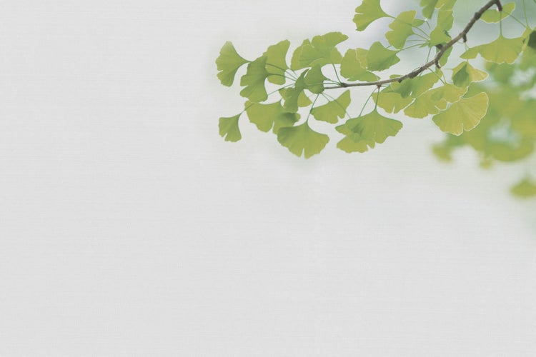 Tapete mit Ginkgo Blatt Motiv auf heller Textilstruktur