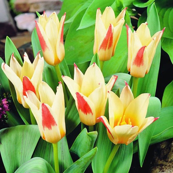 Gruppe von Tulpensorten mit spitz zulaufenden Blütenblättern