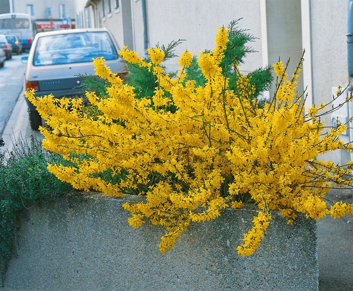Gelb blühende Forsythie in einem Steintrog
