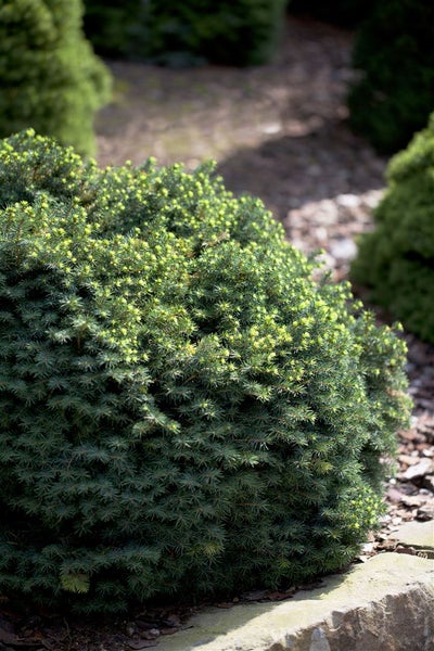 Nahaufnahme einer Zwerg-Fichte im Garten
