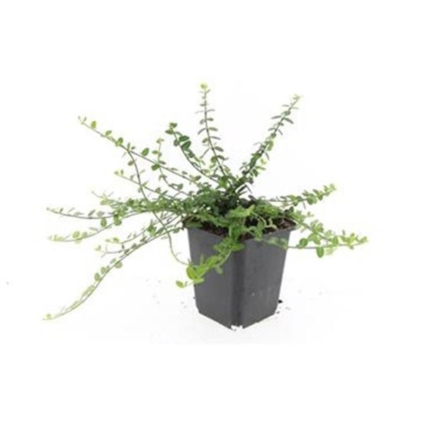 Bodendecker - Kriechspindel - Euonymus fortunei 'Minimus' - 9cm Topf - Set mit 12 Pflanzen