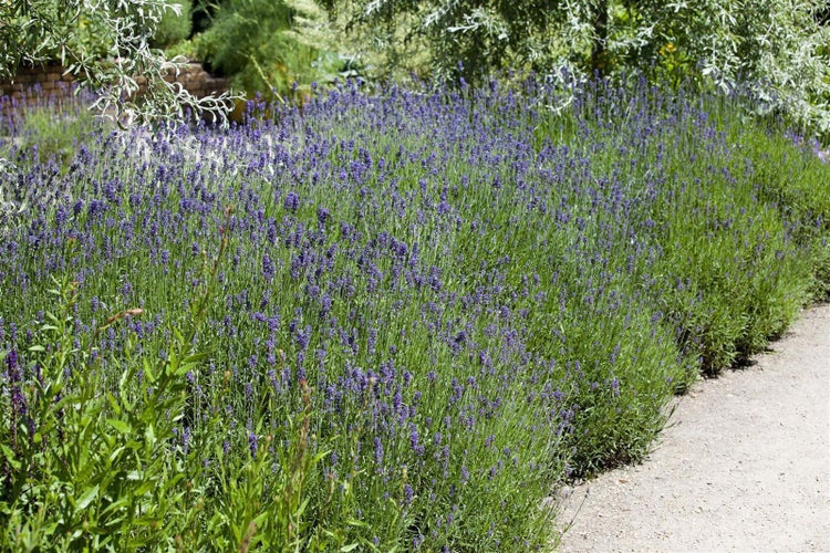 Blühender Echter Lavendel Lavandula angustifolia in einem Garten an einem Kiesweg.