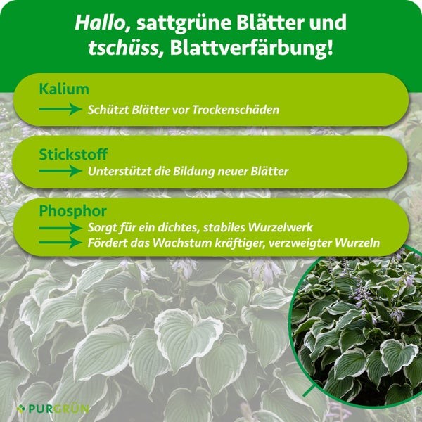 Infografik zu den Vorteilen von Kalium, Stickstoff und Phosphor für gesundes Pflanzenwachstum und Blattgrün. Purgrün Logo.