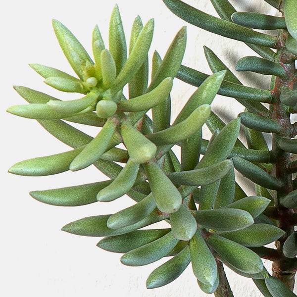 Künstlicher Zweig Sedum reflexum FEITE, Steckstab, grün, 40cm - Kunst Sukkulente
