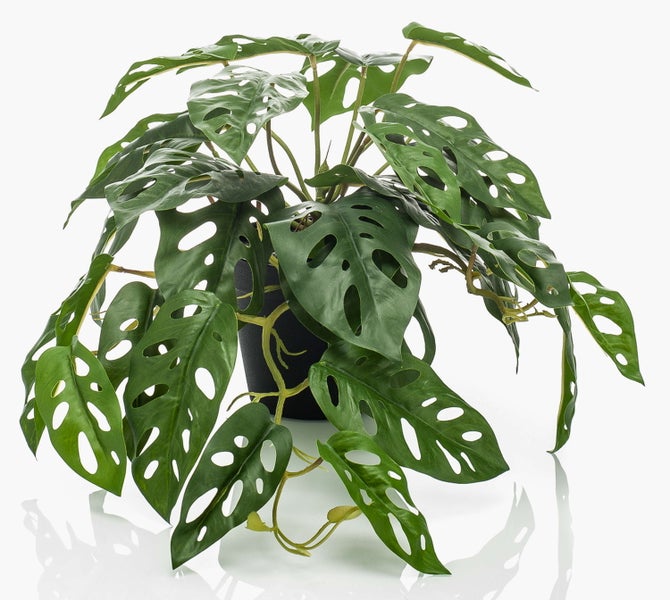 Künstliche Monstera Adansonii Pflanze mit grünen gelochten Blättern in einem schwarzen Kunststofftopf.