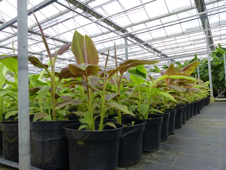 Bananenstaude Banane Musa-acuminata-Siam-Ruby, Banane 80 - 100 cm, Banane, Staude