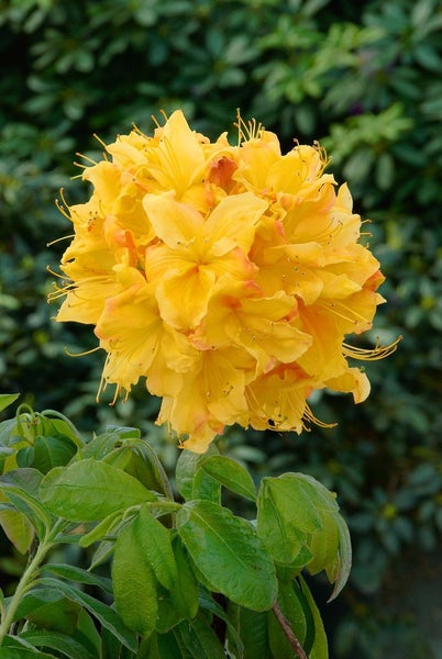 Rhododendron luteum 'Golden Sunset', gelb, 30–40 cm