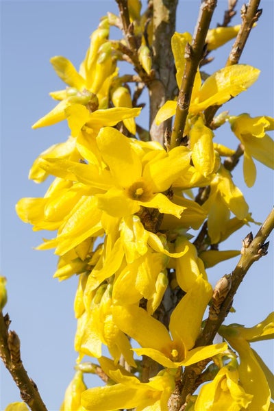 Forsythia 'Week-End' -R-, Forsythie, leuchtend gelb, 60–100 cm