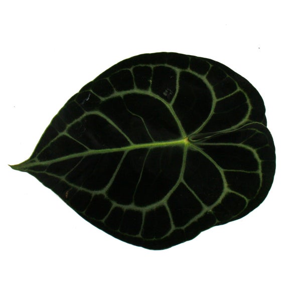 Flamingoblume - Anthurium clarinervium - Herzblattblume - 14cm Topf