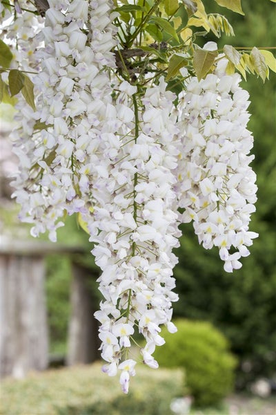 Wisteria frutescens 'Nivea', Amerikanische Glyzinie, weiß, 60–100 cm