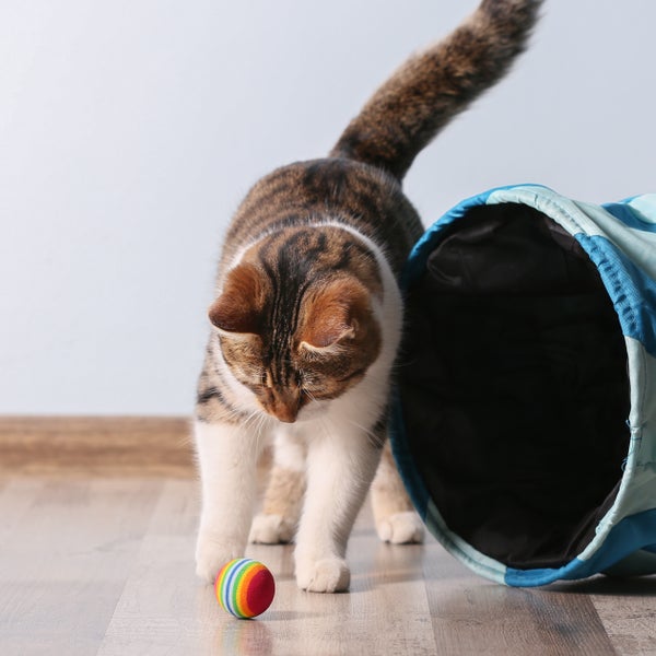 Baldrian Spray für Katzen. Zum Auftragen auf einen Kratzbaum oder auf Katzenspielzeug. Rein natürlich ohne Zusatzstoffe