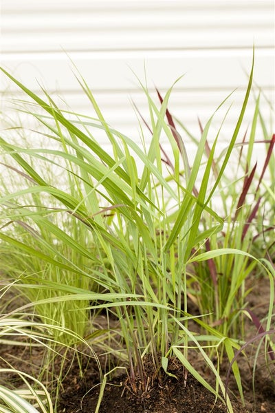 Panicum virgatum 'Rotstrahlbusch', Rutenhirse, rot, ca. 9x9 cm Topf