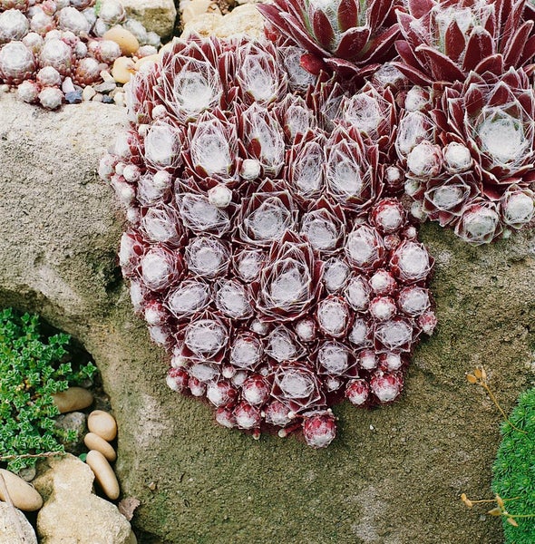 Nahaufnahme einer behaarten Hauswurz auf einem Stein