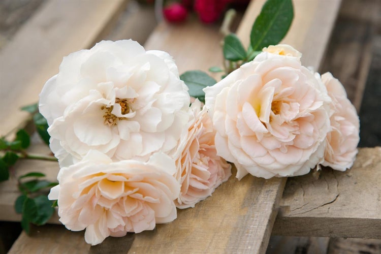 Rosa 'Lion's Rose', Edelrose, cremeweiß, 5-7,5 Liter Container