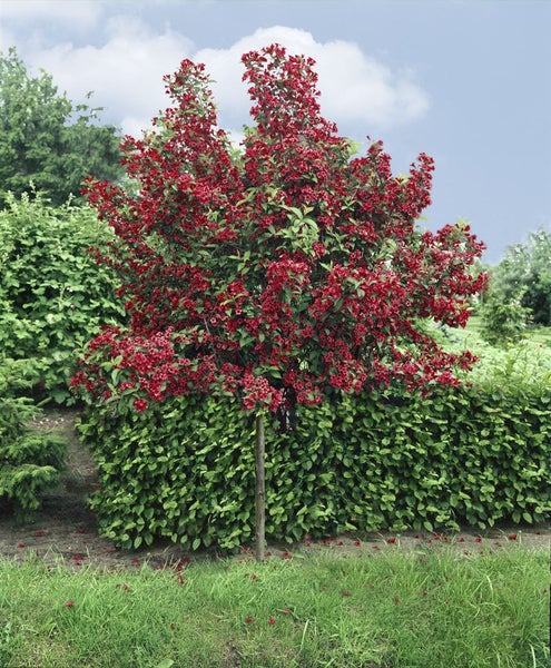 Weigela 'Bristol Ruby', Weigelie, rubinrot, 80–100 cm