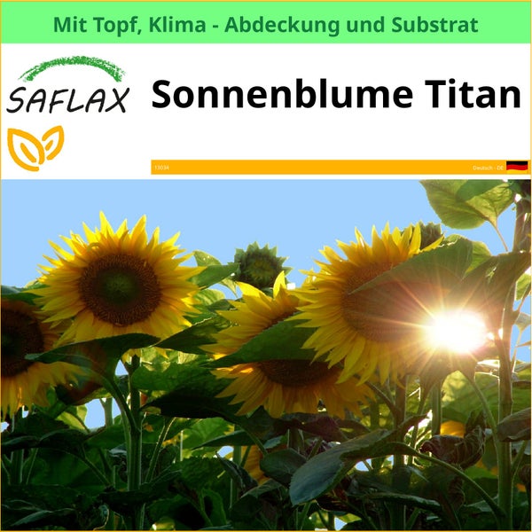 Saflax Sonnenblume Titan mit Topf, Klima Abdeckung und Substrat