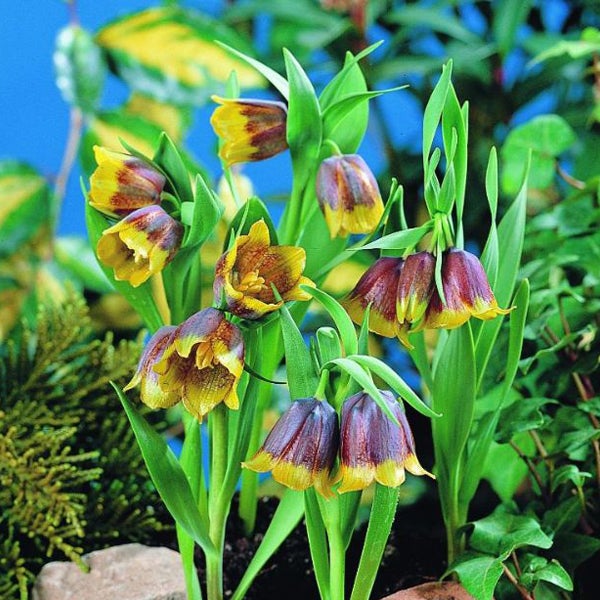 Gruppe Schachbrettblumen im Gartenbeet