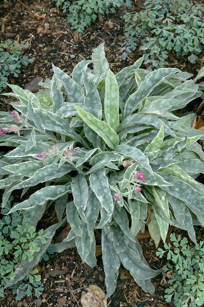 Lungenkraut Pflanze mit Blättern und Blüten im Garten