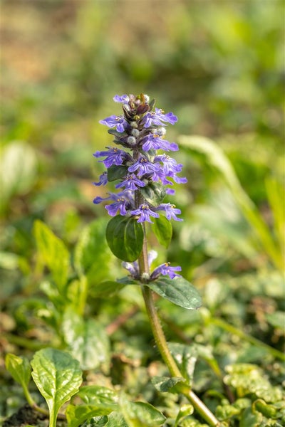 Ajuga reptans, Günsel, ca. 9x9 cm Topf, bodendeckend