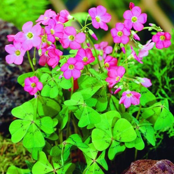 Sauerklee mit rosa Blüten und grünen Blättern