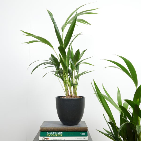 Bloomique - 2er Set - Howea Forsteriana - Kentiapalme - Zimmerpflanzen - Luftreinigend - Haustierfreundlich - 40-60 cm hoch - Topf 13 cm