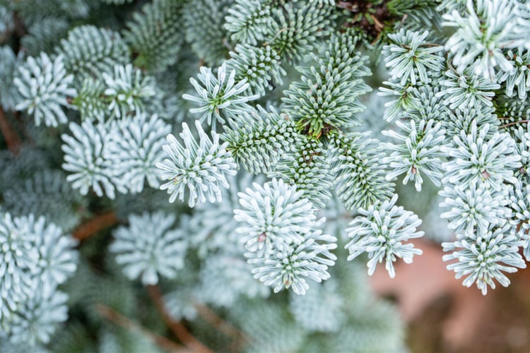 Erdanker mit Einschlaghilfe und Schraubfundament für den Gartenbau