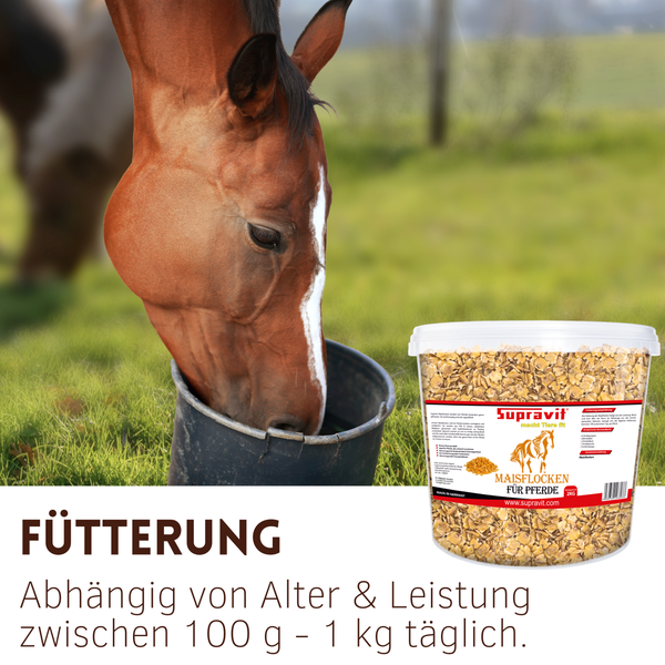 Pferd frisst aus Eimer neben einem Eimer Supravit Maisflocken für Pferde