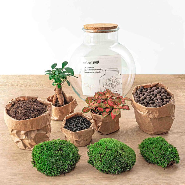 Flaschengarten Teddy DIY-Pflanzen-Terrarium 27cm hoch mit Ficus Bonsai incl. Rechen+Schaufel